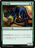 【FOIL】残忍な野猫/Feral Prowler [HOU-JPC]